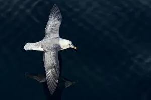 Images Dated 28th August 2014: Northern Fulmar -Fulmaris glacialis- in flight, Greenland