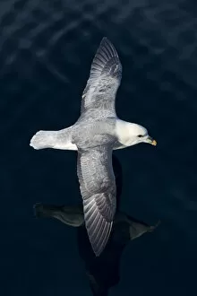 Images Dated 28th August 2014: Northern Fulmar -Fulmaris glacialis- in flight, Greenland
