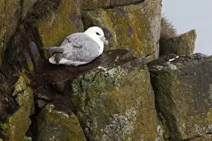 Images Dated 27th May 2011: Northern Fulmar -Fulmarus glacialis-, Latrabjarg Peninsula, West Fjords, Iceland, Europe