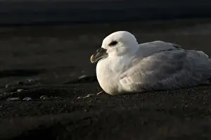 Ambiance Prints: Northern Fulmar (Fulmarus glacialis)