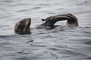 Pacific Gallery: Northern Fur Seal