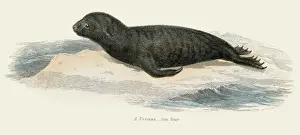 Seal Animal Prints: Northern fur seal illustration 1803