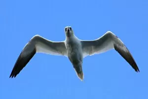 Images Dated 16th July 2014: Northern gannet in flight