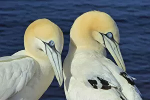 Images Dated 22nd June 2015: Northern gannets on Helgoland, Germany