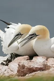 Images Dated 19th May 2012: Two Northern Gannets -Morus bassanus- sitting on a rock, Heligoland, Schleswig-Holstein, Germany