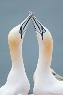 Head Gallery: Two Northern Gannets -Morus bassanus- touching beaks to greet each other, Heligoland