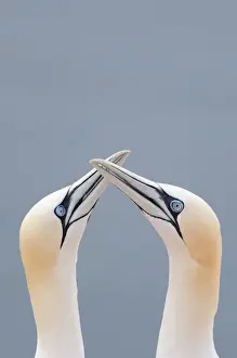 Courtship Prints: Two Northern Gannets -Morus bassanus- touching beaks to greet each other