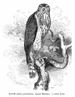Hawk Bird Collection: Northern goshawk engraving 1892
