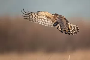 Northern Harrier