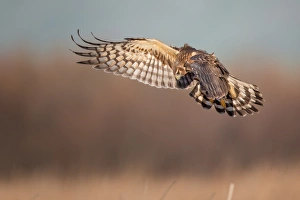Images Dated 26th January 2013: Northern Harrier