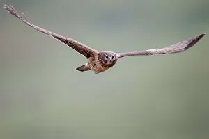 Images Dated 29th March 2012: Northern Harrier