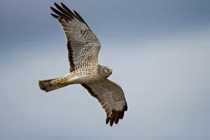 Images Dated 11th April 2012: Northern Harrier