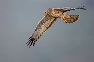Images Dated 9th April 2012: Northern harrier