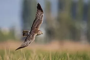 Northern harrier on flight
