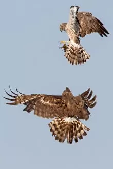 Images Dated 16th May 2012: Northern harrier food exchange