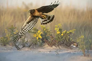 Northern harrier hunting in dune habitat