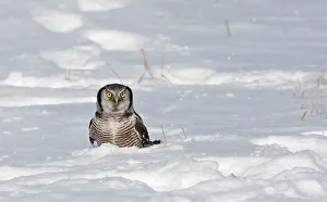 Images Dated 14th January 2011: Northern Hawk owl