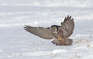 Images Dated 14th January 2011: Northern Hawk owl