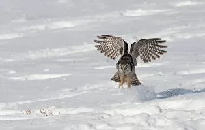 Images Dated 14th January 2011: Northern Hawk owl