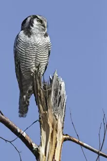 Images Dated 13th March 2014: Northern Hawk-Owl -Surnia ulula-, perched, Saxony-Anhalt, Germany