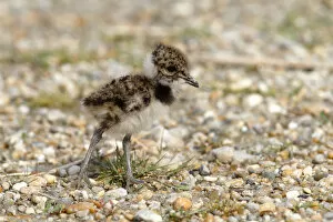 Northern Lapwing, Peewit or Green Plover -Vanellus vanellus-, chick standing on the beach, Apetlon, Lake Neusiedl