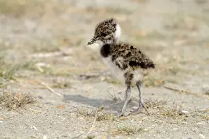 Lapwing Prints: Northern Lapwing, Peewit or Green Plover -Vanellus vanellus