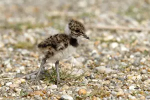 Lapwing Prints: Northern Lapwing, Peewit or Green Plover -Vanellus vanellus