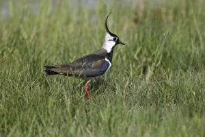 Images Dated 29th April 2013: Northern Lapwing -Vanellus vanellus- in a meadow, Burgenland, Austria