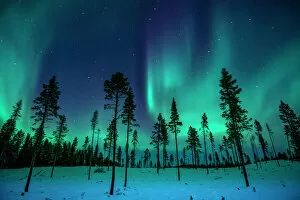 Northern Lights: A Dance of Colours Collection: Northern Lights in the Trees