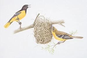 Woodlands Collection: Northern Oriole (Icterus galbula), female bird building nest, male bird whistling, side view