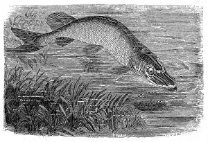 Aging Process Prints: The northern pike (Esox lucius), known simply as a pike or pickerel