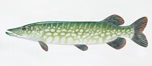 Northern Pike, Esox lucius, pike, side view