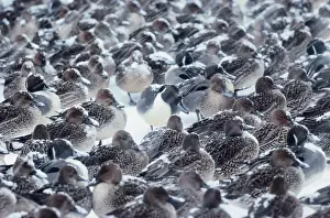 Northern pintails (Anas acuta)during snowfall