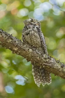 Images Dated 7th September 2017: Northern Potoo