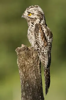 Northern Potoo