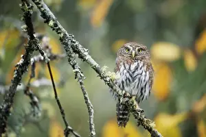 Northern pygmy-owl (Glaucidium gnoma) on tree branch, Washington