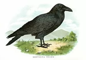 Images Dated 20th April 2017: Northern raven bird lithograph 1897