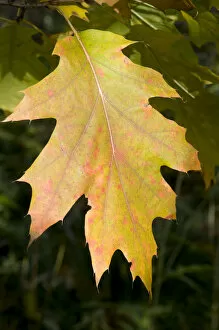 Images Dated 23rd October 2009: Northern Red Oak or Champion Oak -Quercus rubra-, leaf
