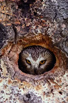 Northern saw whet owl (Aegolius acadicus) in nest cavity
