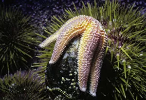Images Dated 3rd June 2009: Northern Sea Star opens a mussel
