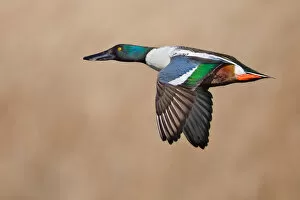 Images Dated 27th January 2012: Northern Shoveler