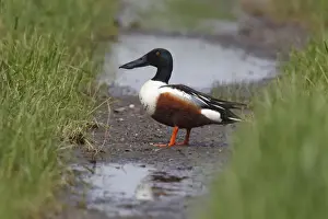 Northern Shoveler -Anas clypeata-, drake on dirt road, Burgenland, Austria