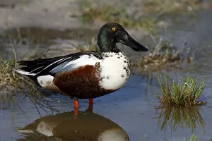 Images Dated 28th April 2012: Northern shoveler -Anas clypeata-, drake standing on the shore, Lake Neusiedl, Burgenland