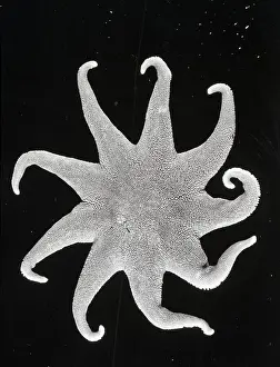 Northern Sun Star (Solaster endeca)