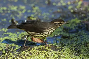 Images Dated 29th August 2014: Northern waterthrush during spring migration