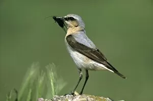 Northern Wheatear -Oenanthe oenanthe-, female with food for its young, Hortobagy, Hungary, Europe