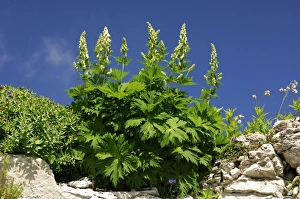 Images Dated 16th July 2006: Northern Wolfsbane -Aconitum lycoctonum-, Switzerland, Europe