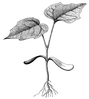 Images Dated 8th March 2017: Norway maple (Acer platanoides)
