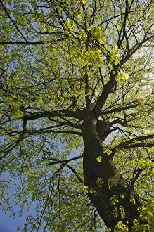 Norway Maple -Acer platanoides- in April, Nuremberg, Middle Franconia, Bavaria, Germany