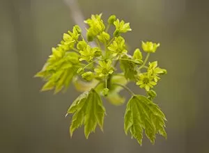 Images Dated 25th April 2013: Norway Maple -Acer platanoides-, flowering, Thuringia, Germany